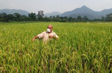 江西赣粮结束赤道几内亚没有水稻种植的历史