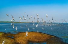 “鹤舞鄱湖、牵手世界”，第二届鄱阳湖国际观鸟周在江西省九江市、南昌市、上饶市举办