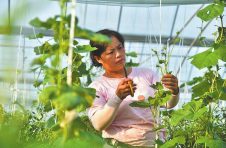 江西省龙南市桃江乡水西坝村种菜达人黄少琼种植的黄瓜、辣椒和叶菜品质一流