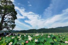 广昌太空莲亦成为我国子莲产区主栽品种,年推广种植面积200多万亩