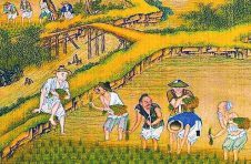 中国农民丰收节:北宋著名农学家曾安止与他的著作《禾谱》