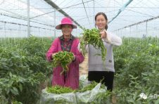 江西宁都：田头镇千亩辣椒丰收上市