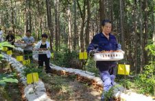 抚州广昌发展林下经济成乡村振兴生力军