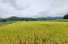 江西抚州临川区56万亩晚稻喜获丰收