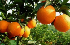江西信丰：5G赋能脐橙产业高质量发展