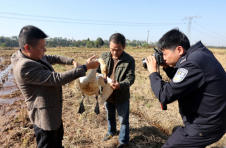 江西抚州东乡区：警民合力救助受伤小天鹅