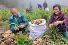 江西樟树：“靠山吃山”村成“网红打卡地”