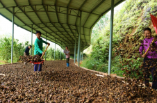 江西定南：“绿链”生金 油茶富民