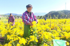 江西修水：小菊花变大产业 铺就乡村致富路