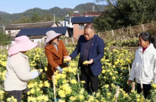江西浮梁：皇菊开出“致富花”