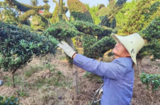 江西萍乡湘东区：脱贫户的苗木基地急寻销路