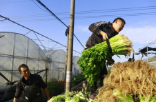 江西芦溪：芹菜丰收采摘忙 乡村振兴菜农笑