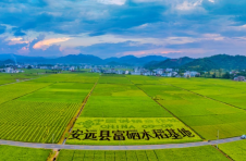 江西安远：富硒水稻收割助增收