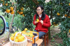 江西寻乌：“脐”聚寻乌 以“橙”相待