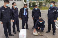 江西九江柴桑区：三方合力 救助“力竭”小天鹅