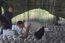 江西宁都：益菌农业延伸绿色蔬菜产业链