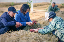 江西都昌：农技人员帮村里种成赤松茸