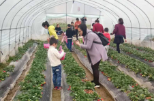 江西上犹：草莓种植助力乡村振兴