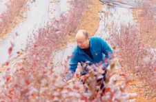 江西抚州东乡区：蓝莓产业赋能乡村振兴