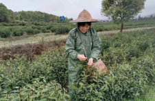 江西樟树：茶园飘香幸福来
