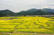 江西芦溪：“稻油轮作” 富农家