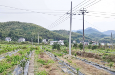 江西宜春袁州区：电力给力助茶油飘香