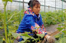 江西瑞金叶坪镇：脱贫楷模的振兴路