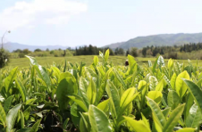 江西浮梁：20万亩春茶全面开采