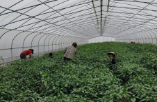 江西永丰：职业菜农种好菜卖好菜