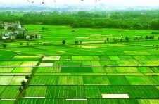 江西遂川：“枚”景惹人醉 百姓笑开颜
