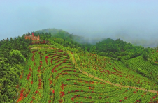 江西兴国：小山村的新“硒”望