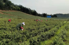 江西新余：打造白茶产业新引擎 跑出乡村振兴加速度
