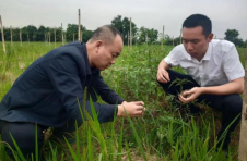 西鹰潭：大学生种菌菇种出9项专利