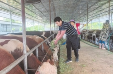 江西高安：干好养牛带头人