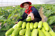 江西永丰：全面推进蔬菜产业高质量发展