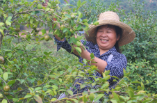 江西上栗：17万亩油茶林守护粮油安全