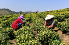 江西宁都：唱响茶歌奔富路