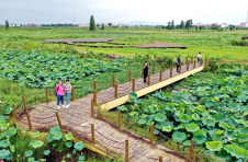 江西南昌：种植富硒白莲 助力乡村振兴