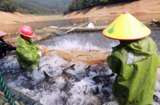 江西峡江：小鮰鱼“游”出富民产业