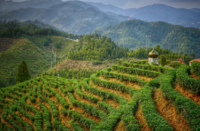 江西遂川：烈士血沃地 盛开幸福花