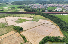 江西鹰潭：水稻精量穴直播技术助力乡村振兴