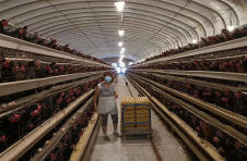 江西浮梁：蛋鸡养殖助农增收