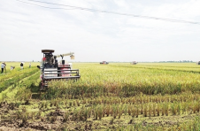 江西南昌：早稻实现增产增收 农民亩产增收200元以上