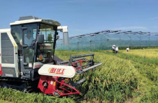 江西九江：60余万亩早稻喜获丰收