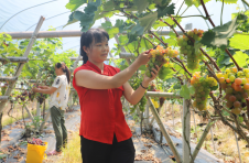 江西宜黄：生态绿野生金富民