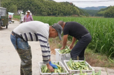 江西南城：打造茭白小镇 成就富民产业