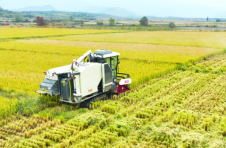 江西南昌新建区：24万亩中稻机收完成 油菜播种面积达18.01万亩
