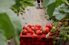 江西彭泽：草莓产业助力乡村振兴