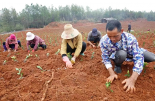 江西永丰：种茶绿荒山 致富路更宽