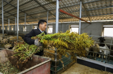 江西九江：防范外来物种 守护农业生态